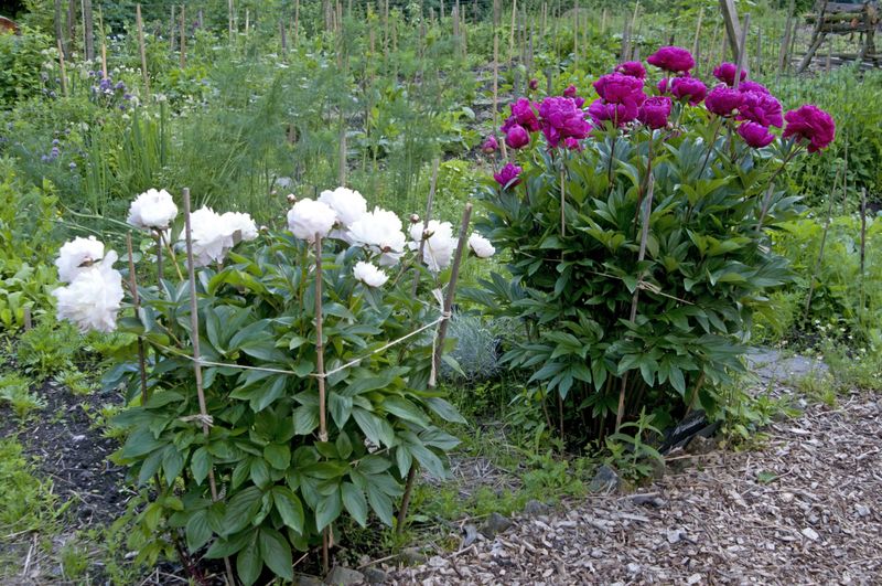 Mark Plant Locations Before Winter Arrives
