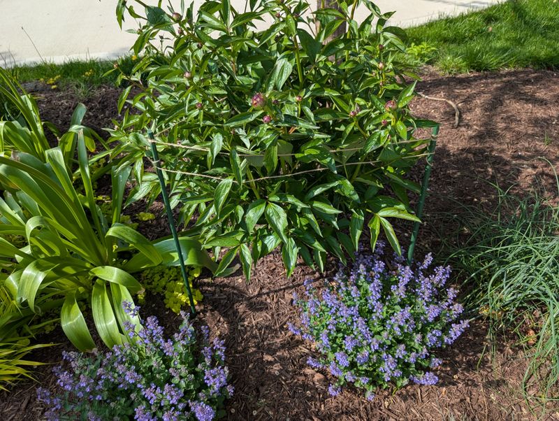 Mark The Spot Before The Plant Disappears