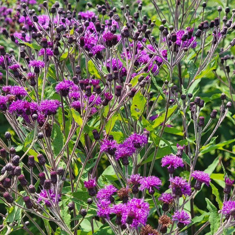 Marsh Blazing Star Handles Heat And Moisture Marsh Blazing Star Handles Heat And Moisture
