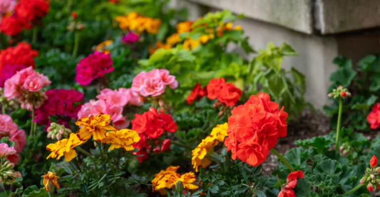 Maryland Gardeners Should Follow These Steps For Faded Spring Bedding Plants To Get A Better Garden