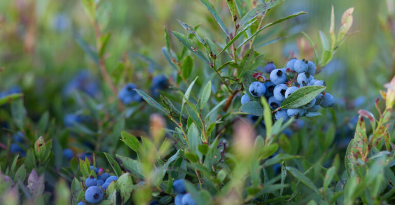 What Maryland Gardeners Should Do For Blueberry Bushes After July Harvest