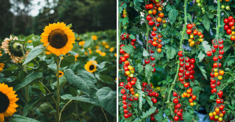 Maryland Gardeners Should Stake These 8 Plants Before Summer Storms Arrive