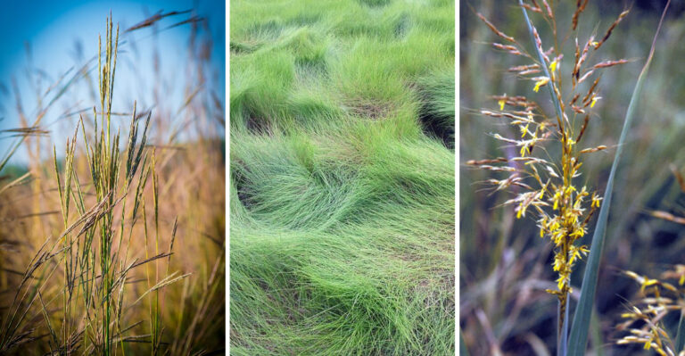 Maryland Native Grasses From Bay Shores That Deserve A Spot In Your Yard