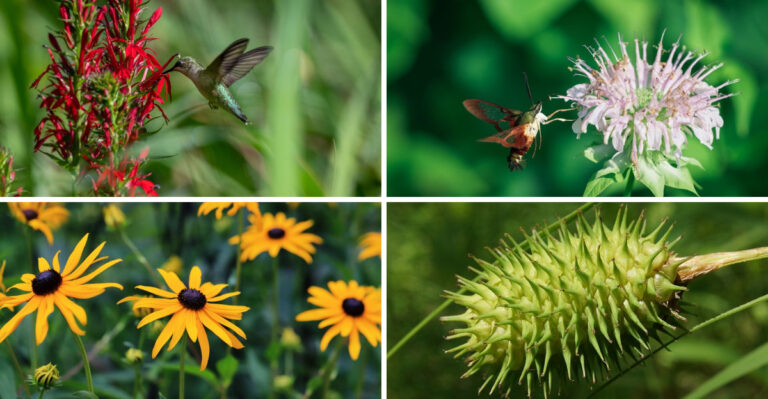 Maryland Native Plants Built For Both Soggy Springs And Dry Summers
