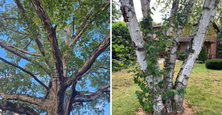Maryland Trees That Can Handle This Heat Dome, And The Trees That Cannot