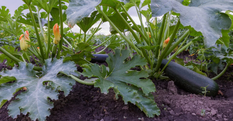Maryland Zucchini Growing Mistakes That Lead To No Harvest And How To Avoid Them