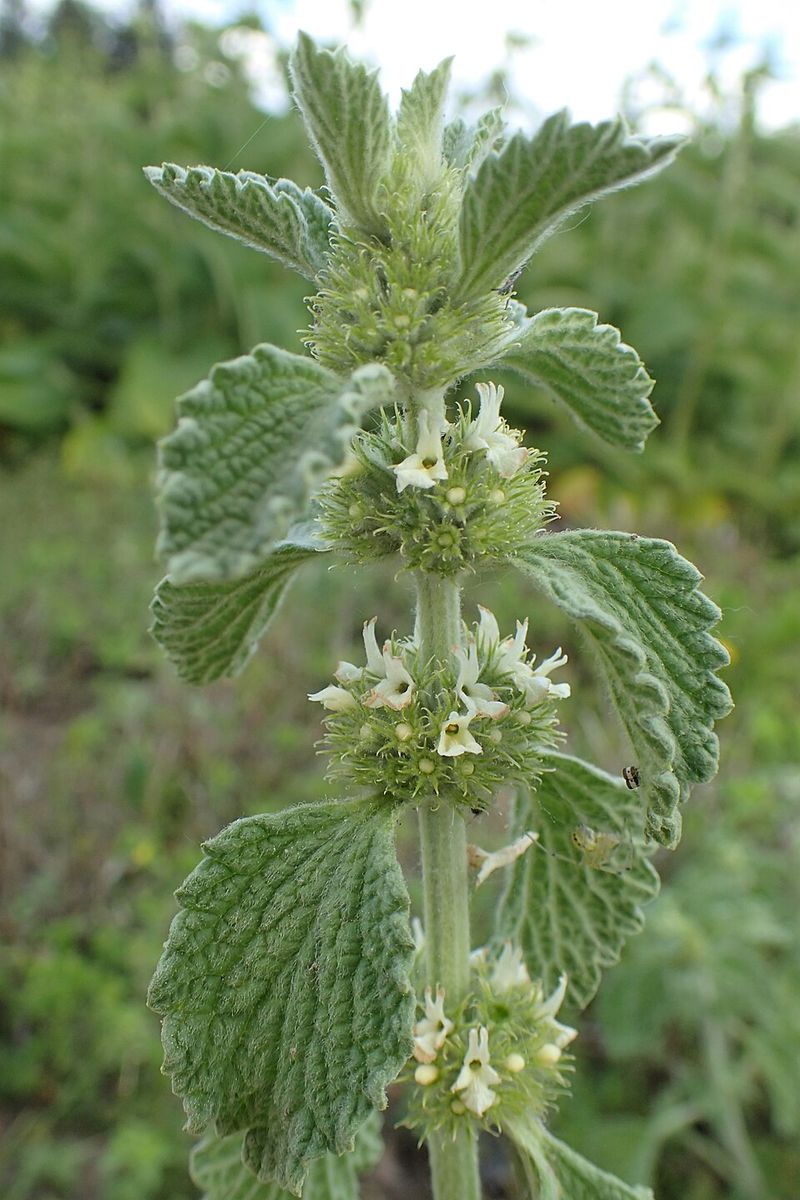 Maryland's Climate And Soil Suit This Hardy Perennial Maryland's Climate And Soil Suit This Hardy Perennial