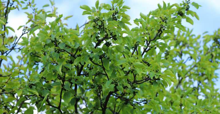 Massachusetts Conservationists Urge Homeowners To Address Common Buckthorn This Summer