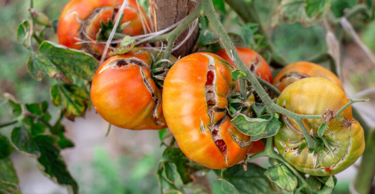 Massachusetts Tomato Plants Can Still Recover From Summer Heat Stress