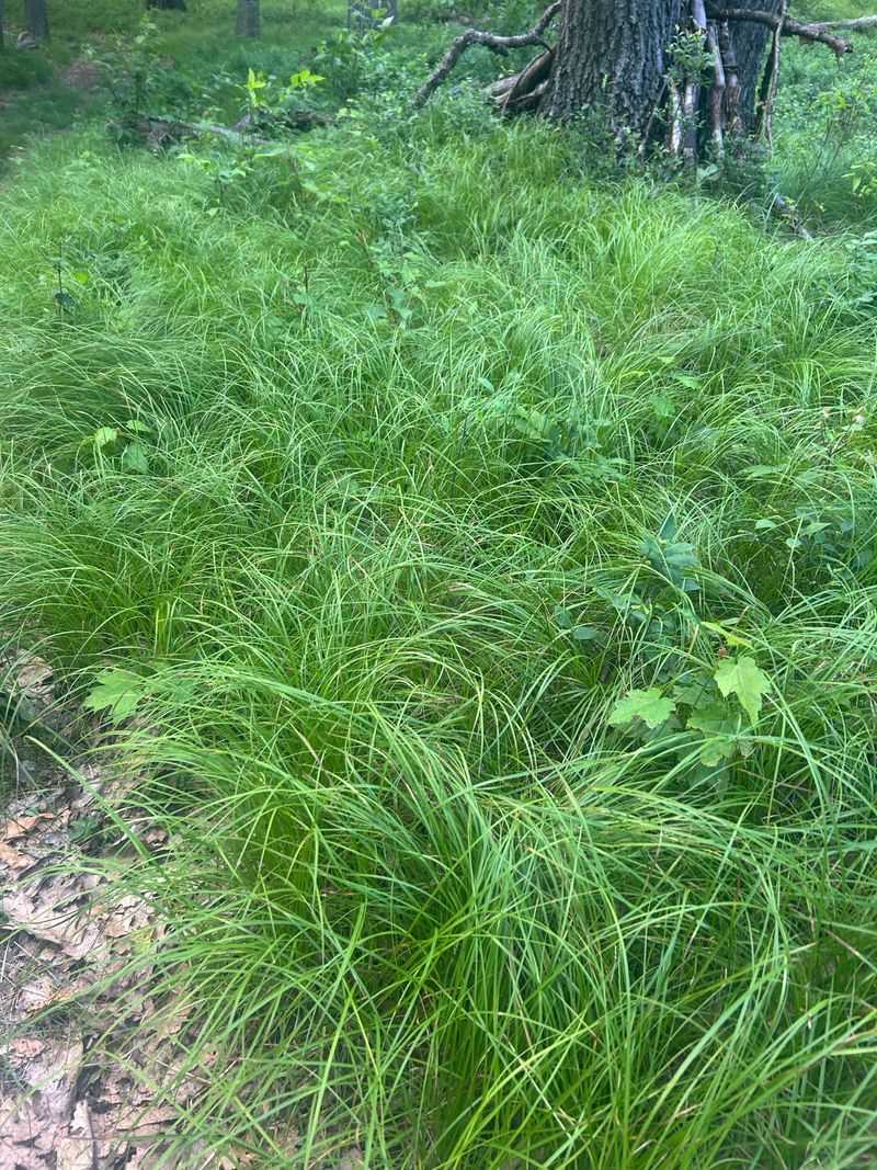 Match A Different Native Sedge To Wetter Or Tougher Spots Match A Different Native Sedge To Wetter Or Tougher Spots