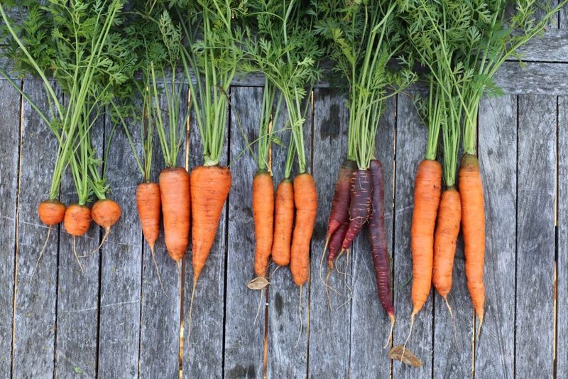Match Carrot Varieties To Your Soil Match Carrot Varieties To Your Soil