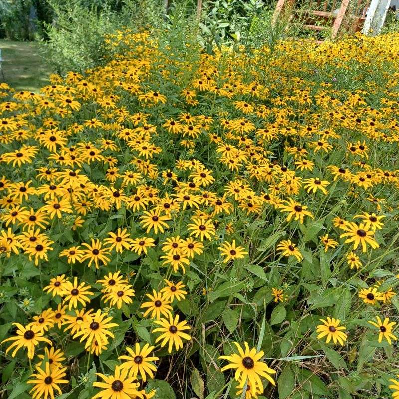Match Each Wildflower To The Right Site Match Each Wildflower To The Right Site