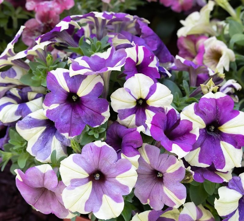 Match Pinching To The Petunia Type