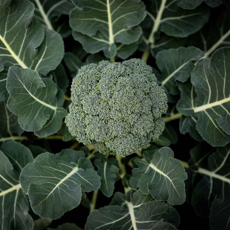 Match The Cultivar To The Window