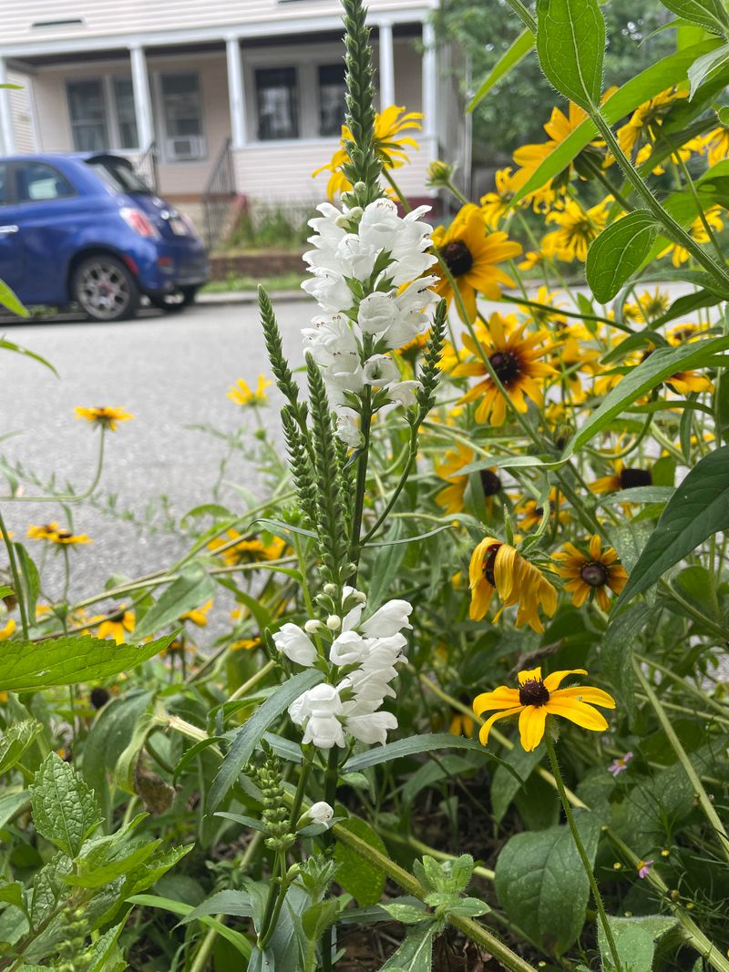 Match The Plant To The Purpose Before You Put It In The Ground