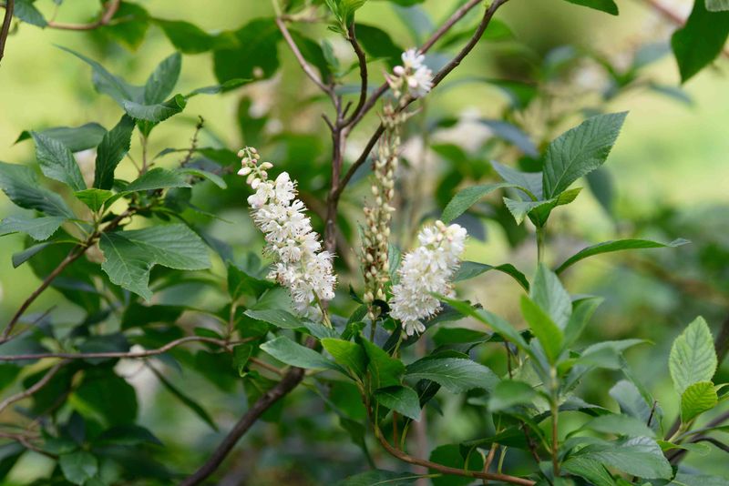 Match The Shrub To Moist, Well-Drained Soil