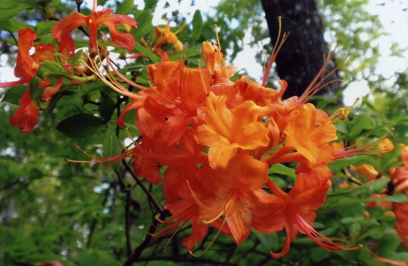 Match The Watering Method To North Carolina Soil