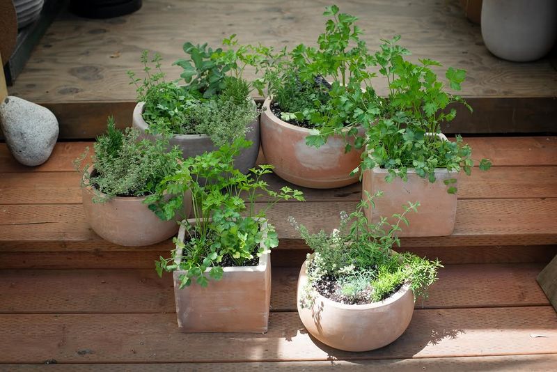 Match Watering To Pot Size And Weather Match Watering To Pot Size And Weather