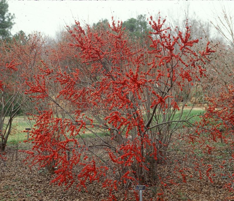 Match Winterberry To Moist Acidic Soil