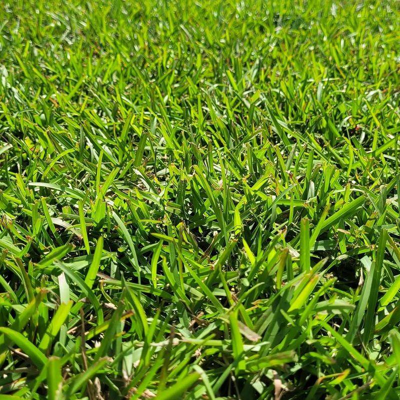Match Your Watering Schedule To Your Grass Type