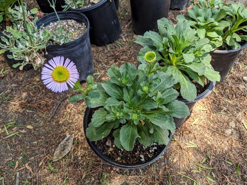 Matilija Nursery — Moorpark, CA Matilija Nursery — Moorpark, CA