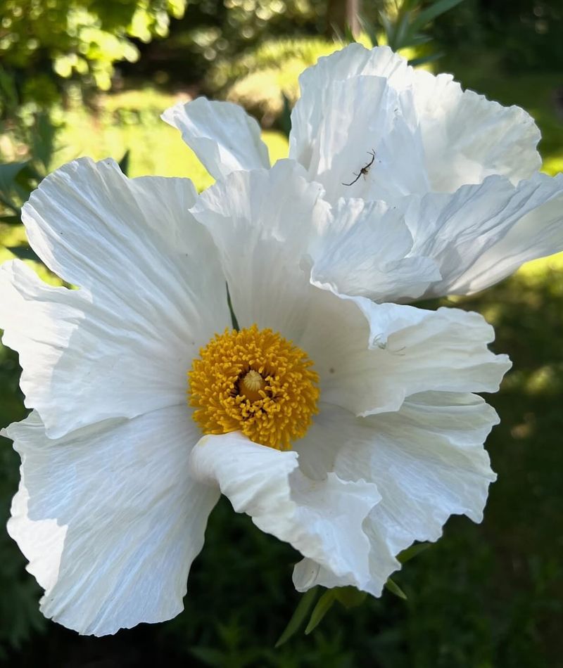 Matilija Poppy Wants Room And Respect