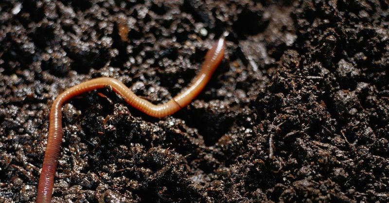 Mating And Migration Send Worms Above Ground Too