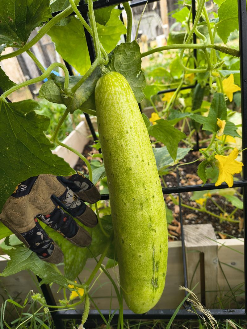 Mature Cucumbers Are Being Left On The Vine Too Long
