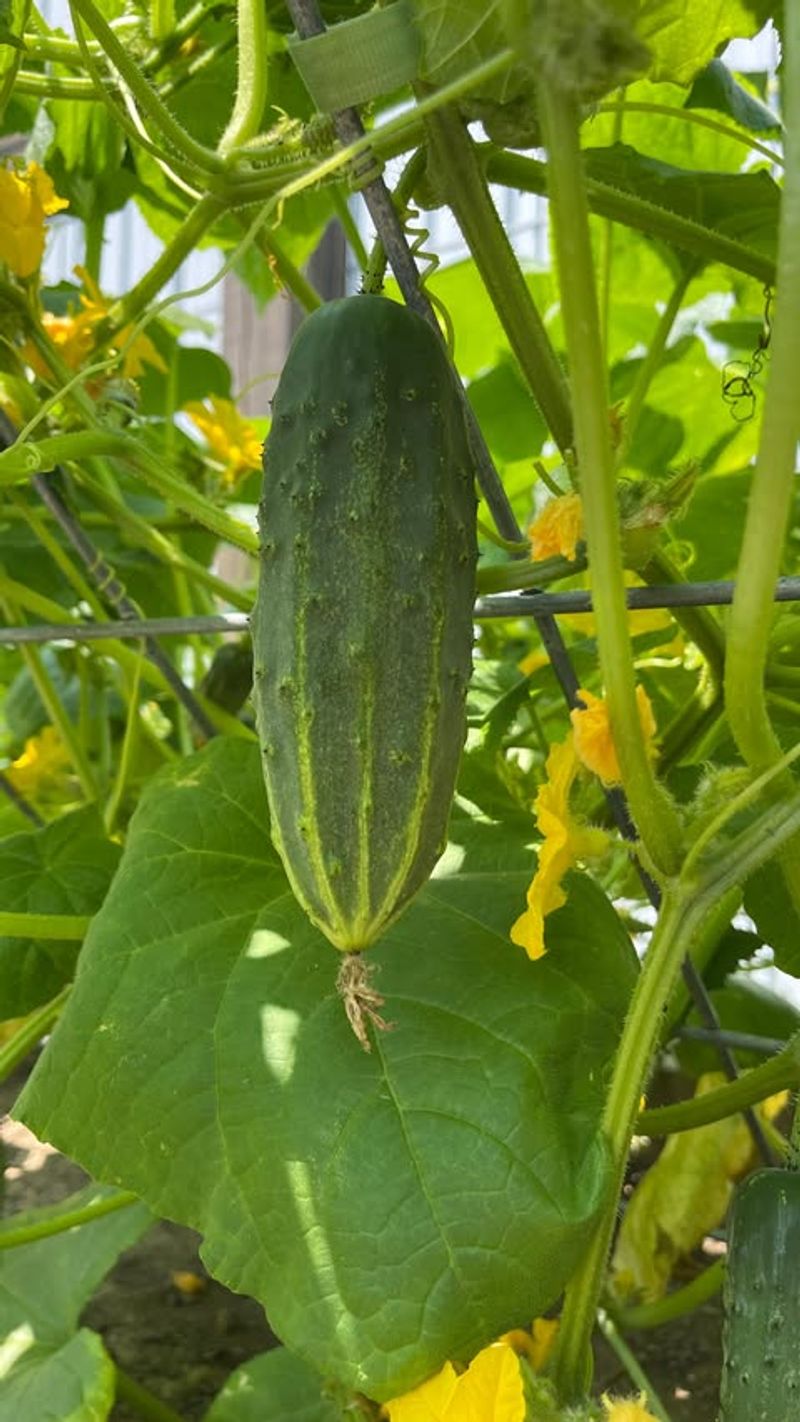 Mature Cucumbers Left On The Vine Halt New Fruit Production