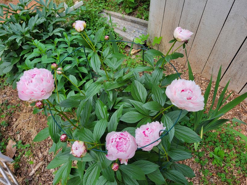 Mature Peonies Usually Bloom Better The Longer They Stay In Place Mature Peonies Usually Bloom Better The Longer They Stay In Place