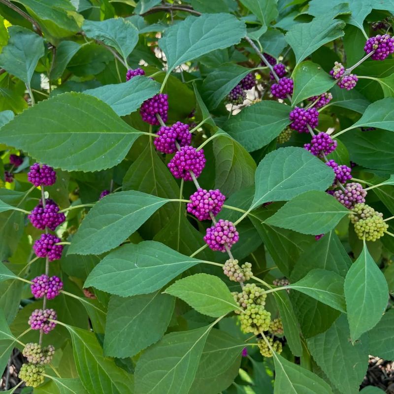 Mature Plants Need Very Little Maintenance