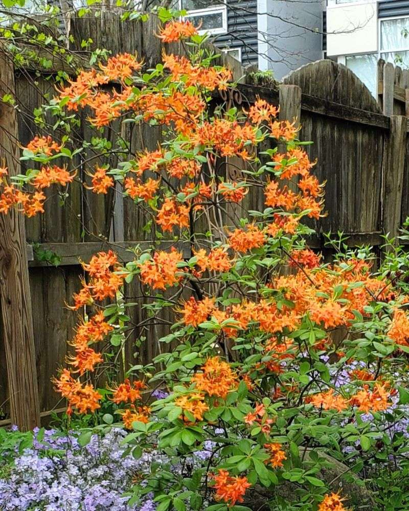 Mature Plants Reach Different Sizes Mature Plants Reach Different Sizes
