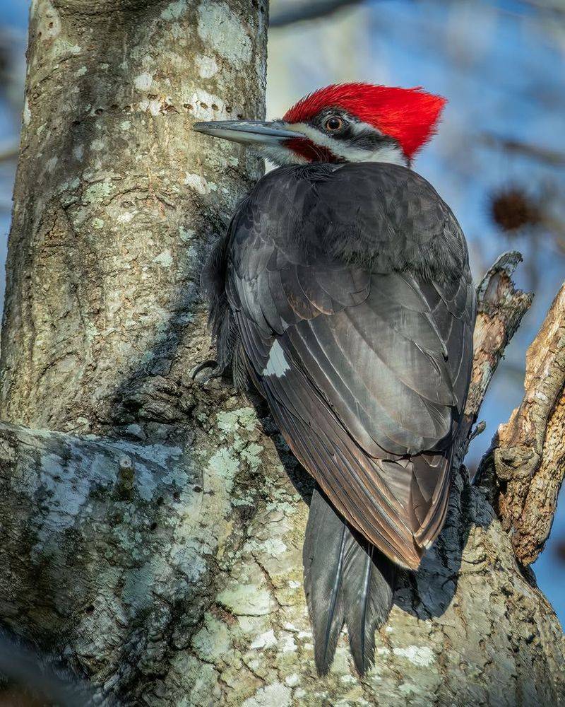 Mature Trees Give Woodpeckers More Places To Search Mature Trees Give Woodpeckers More Places To Search