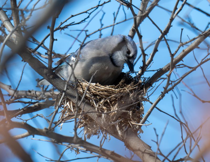 Mature Trees Offer Safe Nesting Areas Mature Trees Offer Safe Nesting Areas