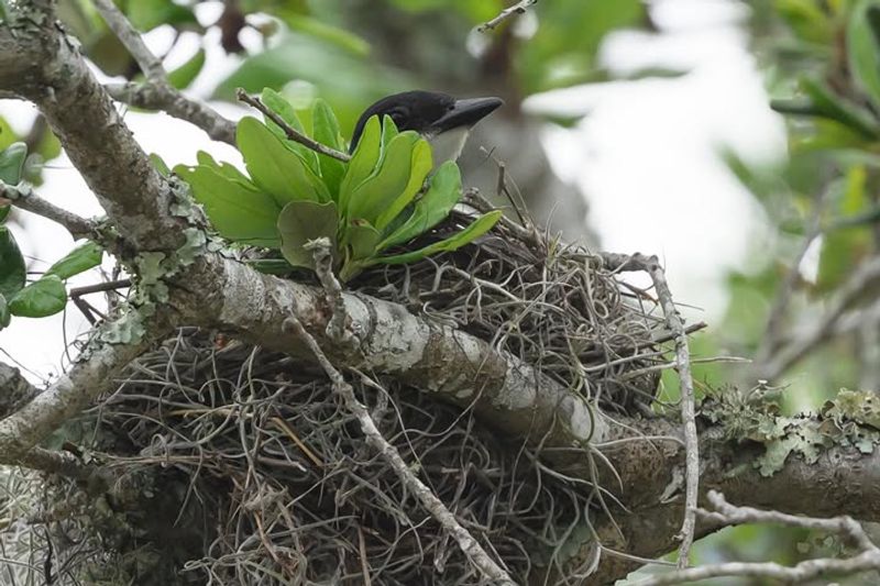 Mature Trees Provide Reliable Nesting Sites Mature Trees Provide Reliable Nesting Sites