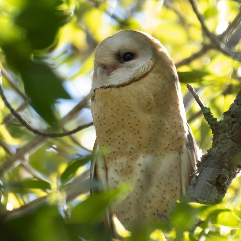 Mature Trees Provide Safe Roosting Sites
