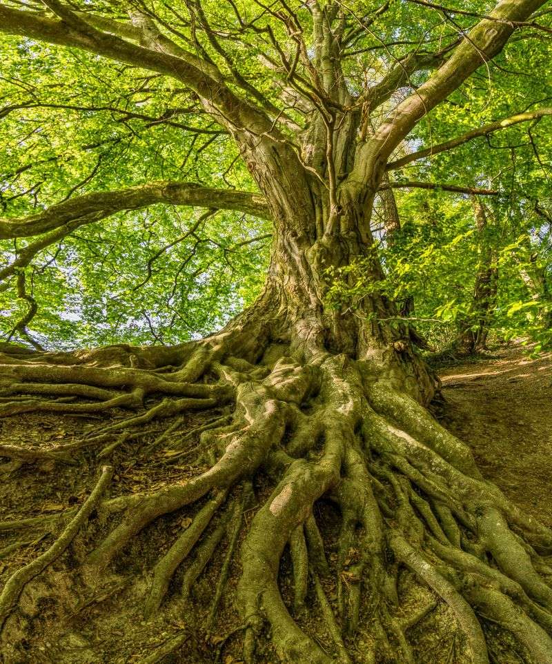 Mature Trees With Deep Roots Need Less Help Mature Trees With Deep Roots Need Less Help