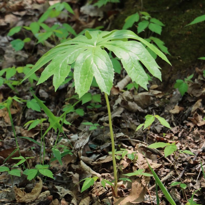 Mayapple Keeps The Forest Floor Cool And Shaded Mayapple Keeps The Forest Floor Cool And Shaded