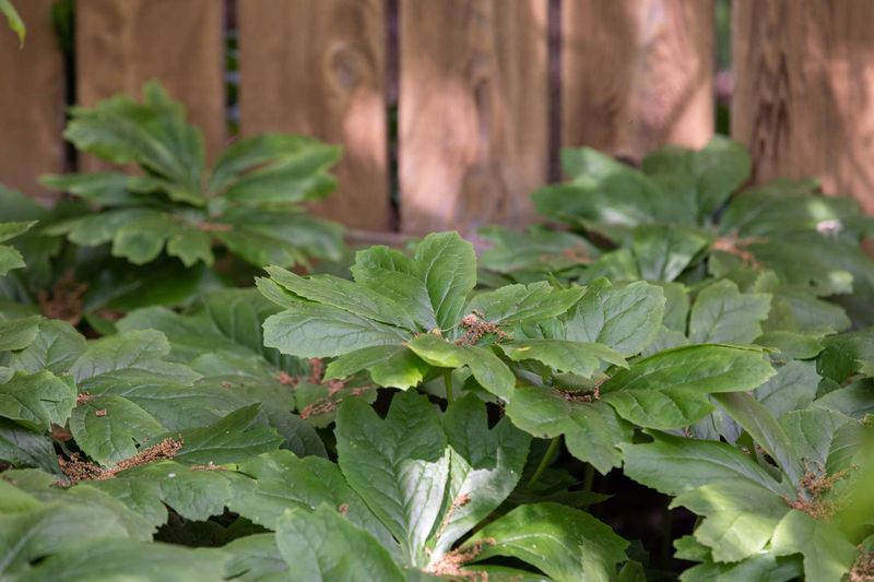 Mayapple Naturally Fades In Summer Mayapple Naturally Fades In Summer
