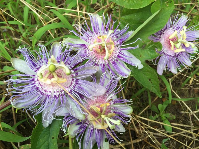 Maypop Passionflower Feeds Butterflies
