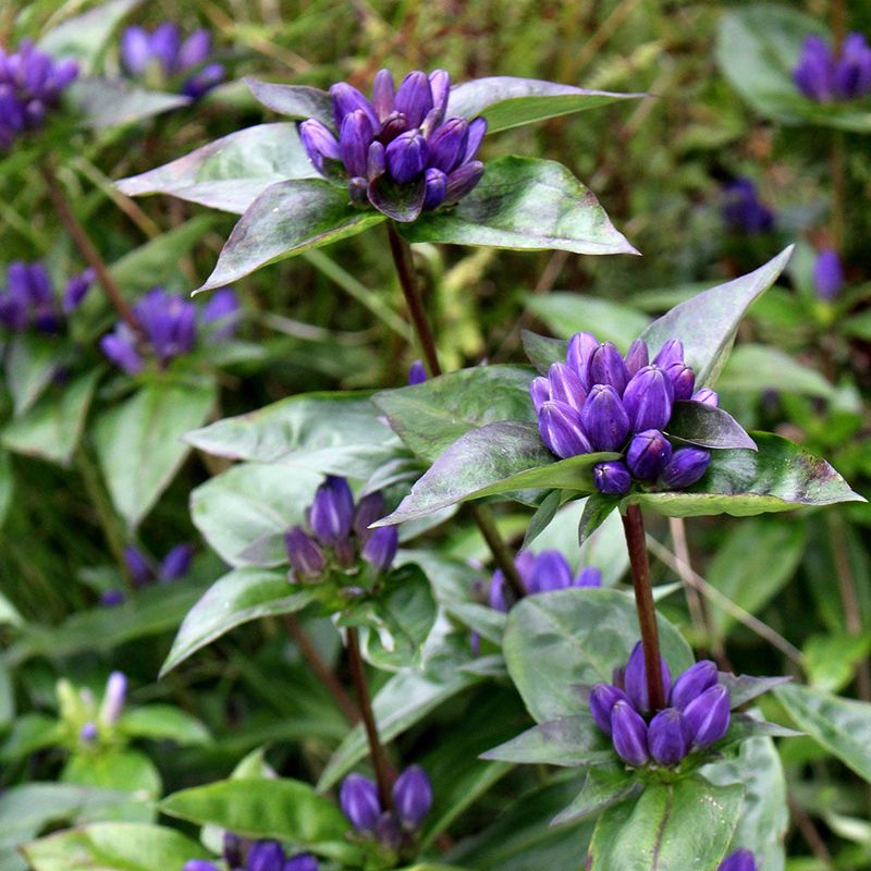 Meadow Closed Gentian Meadow Closed Gentian