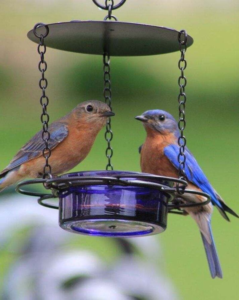 Mealworms May Be Less Important In Midsummer