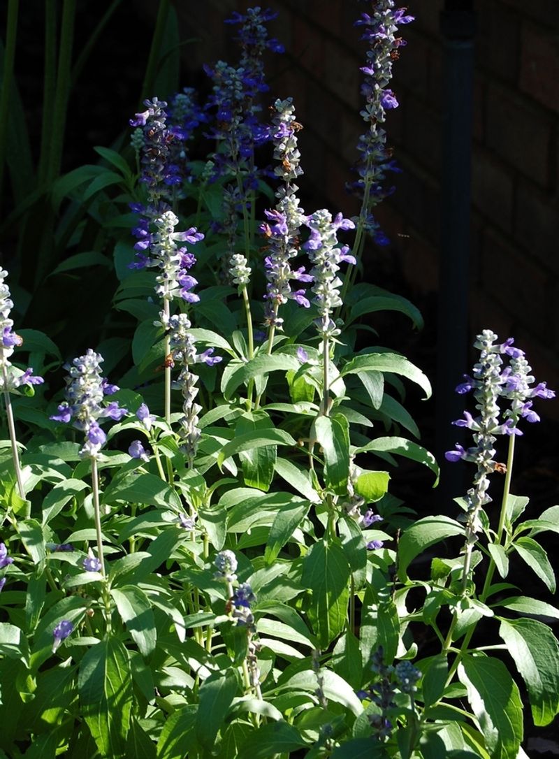 Mealy Blue Sage Mealy Blue Sage