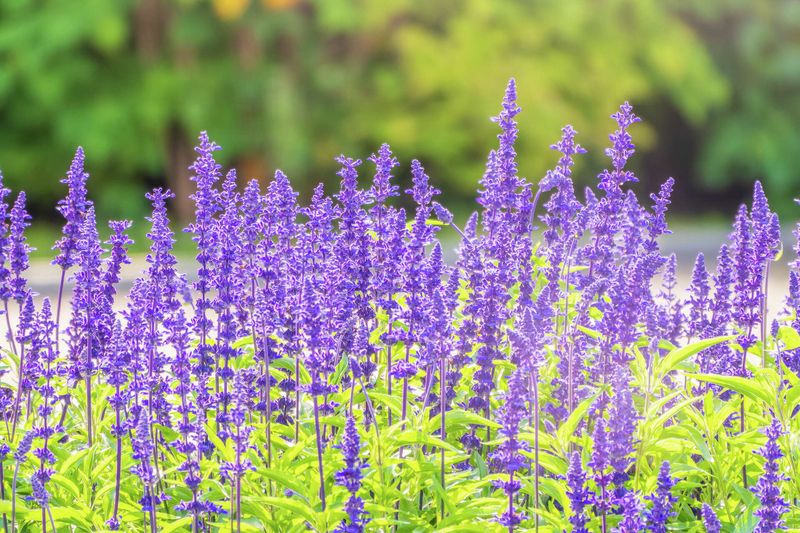 Mealy Blue Sage Mealy Blue Sage