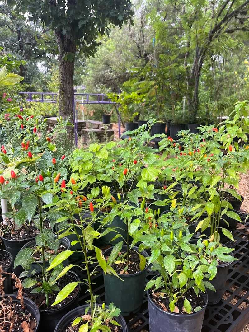 Medina Garden Nursery - Medina