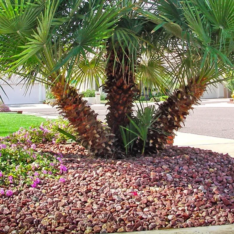 Mediterranean Fan Palm Mediterranean Fan Palm