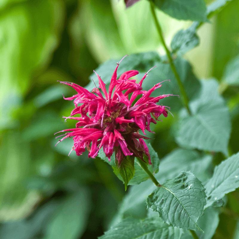 Meet Bee Balm Meet Bee Balm