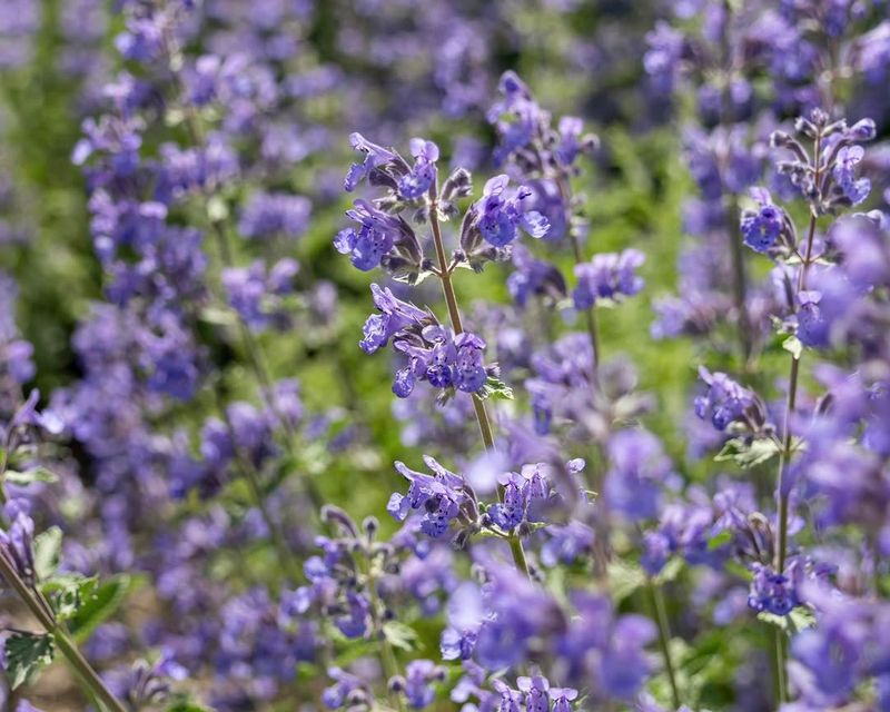 Meet Catmint