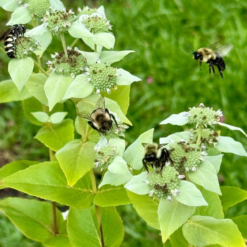 Meet Clustered Mountain Mint Meet Clustered Mountain Mint