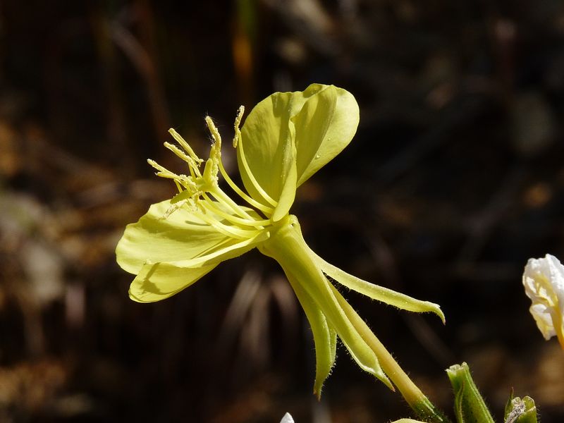 Meet Common Evening Primrose Meet Common Evening Primrose